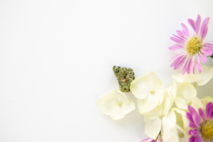 Shop The Cannabis Floral Collection - Weed Purple Flowers - The Cannabiz Agency Images